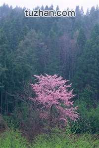 勇士大胜开拓者，客场豪取连胜