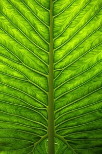 伤病困扰亚洲篮球明星：从荣耀到复苏的背后